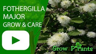 Fothergilla major  grow amp care Mountain witch alder [upl. by Wilkie]