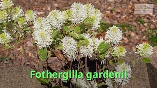 Fothergilla gardenii Growing Guide Witch Alder by GardenersHQ [upl. by Swarts]