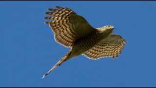 Sparrowhawk Bird Call Bird Song [upl. by Lamarre]