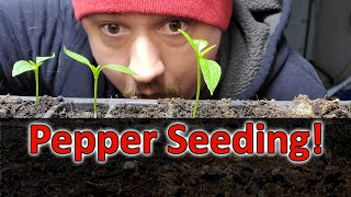 Starting Pepper Seeds Indoors  How When and Why Part 1 of 3 [upl. by Fonsie]