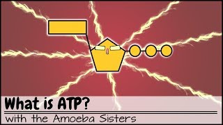 What is ATP [upl. by Enellij]