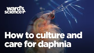 Caring and Culturing for Daphnia [upl. by Niwroc]