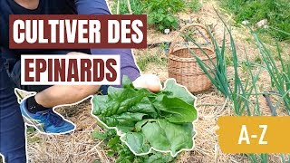 Tuto jardin  Comment cultiver des épinards AZ [upl. by Hendel]