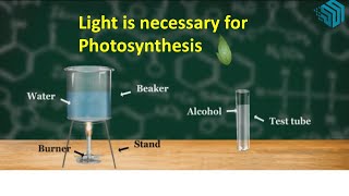 Light is necessary for photosynthesis [upl. by Duarte]