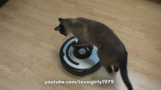 Cat shows HOW TO use iRobot Roomba Vacuum [upl. by Shandra565]