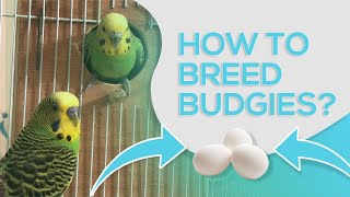 HOW TO BREED BUDGIES  10 STEPS FOR SUCCESSFUL BREEDING [upl. by Marou]