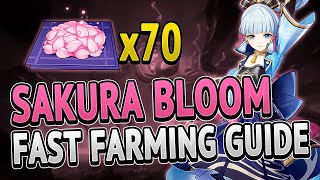 Sakura Bloom 70 Locations FAST FARMING ROUTE  Genshin Impact 20 [upl. by Yeliak]