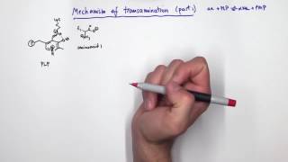 PLP Pyridoxal Phosphate Reactions [upl. by Anitsenre]