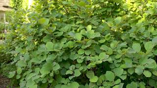 Fothergilla gardenii  Dwarf Fothergilla [upl. by Fritzsche]