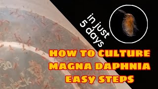 How to Culture Magna Daphnia Easily [upl. by Ahsinyar]