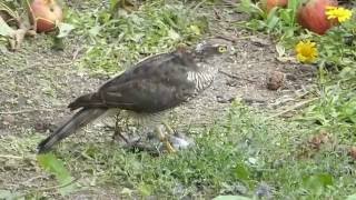 Sparrowhawk plucking a Starling 2 [upl. by Ainiger]