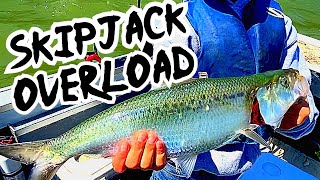 Tips for Catching and Freezing Skipjack Herring [upl. by Hatnamas]