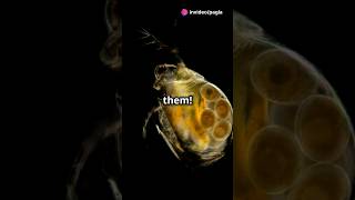 How to culture Daphnia for your Aquarium [upl. by Antone]