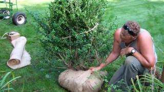 How to Transplant a Shrub [upl. by Noivert]