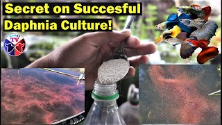 How to Culture Daphnia Successfully [upl. by Lodnar824]