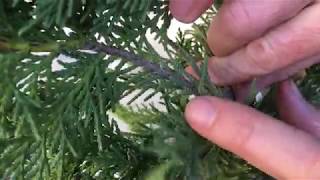 Growing Leyland Cypress Trees From Cuttings [upl. by Holcman217]