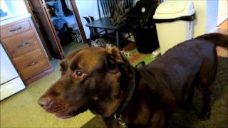 Chocolate Lab Dog Singing Howling amp Barking [upl. by Nayk]