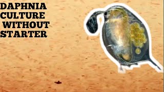 HOW TO CULTURE DAPHNIA NATURALLY WITHOUT A STARTER [upl. by Nahtnhoj280]