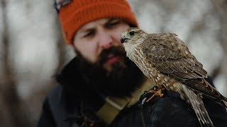 Merlin Falconry Hunting Starlings [upl. by Matthus]