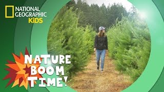 Christmas Tree Farm 🎄  Nature Boom Time  natgeokids [upl. by Milman]