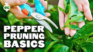 Pruning Pepper Plants 101 Is It Even Necessary [upl. by Fawna]