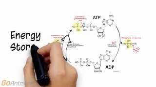 ATP Phosphocreatine System Overview V20 [upl. by Stavros]