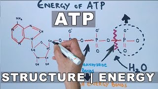 ATP Structure and Energy [upl. by Bodrogi]