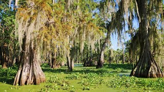 Louisiana Swamp  Alligators and Cypress with Spanish Moss at Lake Martin Lafayette LA [upl. by Harrell]