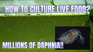 How to Culture Daphnia Secret Method to Breed MILLIONS  Simply Aquatic [upl. by Idleman]