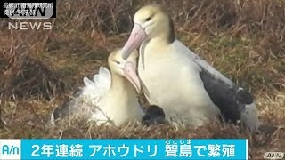 天然記念物のアホウドリ 聟島で2年連続繁殖に成功170213 [upl. by Eloise]