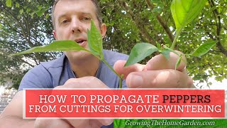 How to Propagate Pepper Plants from Cuttings to Grow over the Winter [upl. by Ayotl]