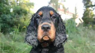 Gordon Setter puppy swimming etc [upl. by Yud681]