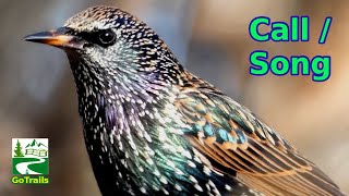 Starling bird call  song  sounds  common European [upl. by Winchell]