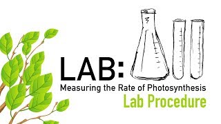 Photosynthesis Lab Procedure  Biology [upl. by Aowda122]