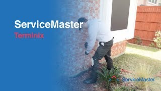 Terminix  Termite Services  ServiceMaster [upl. by Viking]