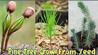 How To Grow Pine Tree From Seed At Home  Easiest Method To Grow Pine Plant Seed [upl. by Etselec]