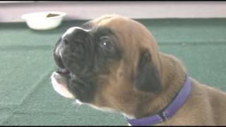 Boxer Puppies Howl in HD [upl. by Aikimat857]