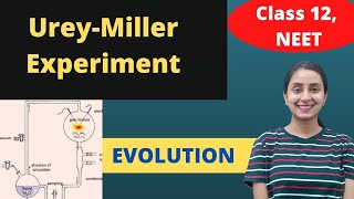 Millers Experiment  Class 12  Evolution [upl. by Abbot]