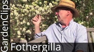 Fothergilla gardenii  Garden Fothergilla  How to grow Fothergilla [upl. by Angi]