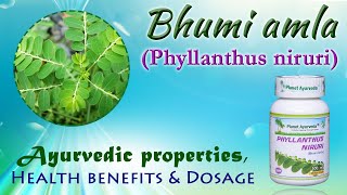 Bhumi amla Phyllanthus niruri  Ayurvedic properties Health benefits amp Dosage [upl. by Htilil]