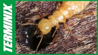 Protect Your Home From Termites  Termite Species  Terminix [upl. by Sandye877]