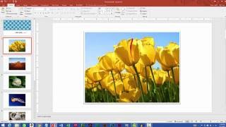 Adding a Photo Album to a Microsoft PowerPoint Presentation [upl. by Airdnalahs]