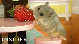 Dwarf Hamsters Live In A Tiny Mansion [upl. by Notnilk213]