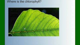 Photosynthesis Part 1 An Overview [upl. by Inoliel]