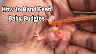 How to hand feed a baby budgie [upl. by Brosy961]