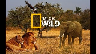 Nat Geo Wild Мир Документальных Фильмов [upl. by Anik]