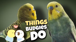 47 Things That Budgies Do [upl. by Annaoy]