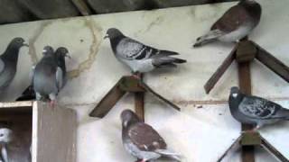 RACING PIGEONS FOR SALE [upl. by Falk]