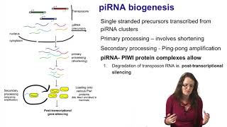 6 Noncoding RNAs piRNAs [upl. by Hudis60]