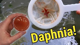 How I Culture Daphnia In Outdoor Tubs [upl. by Asenab607]